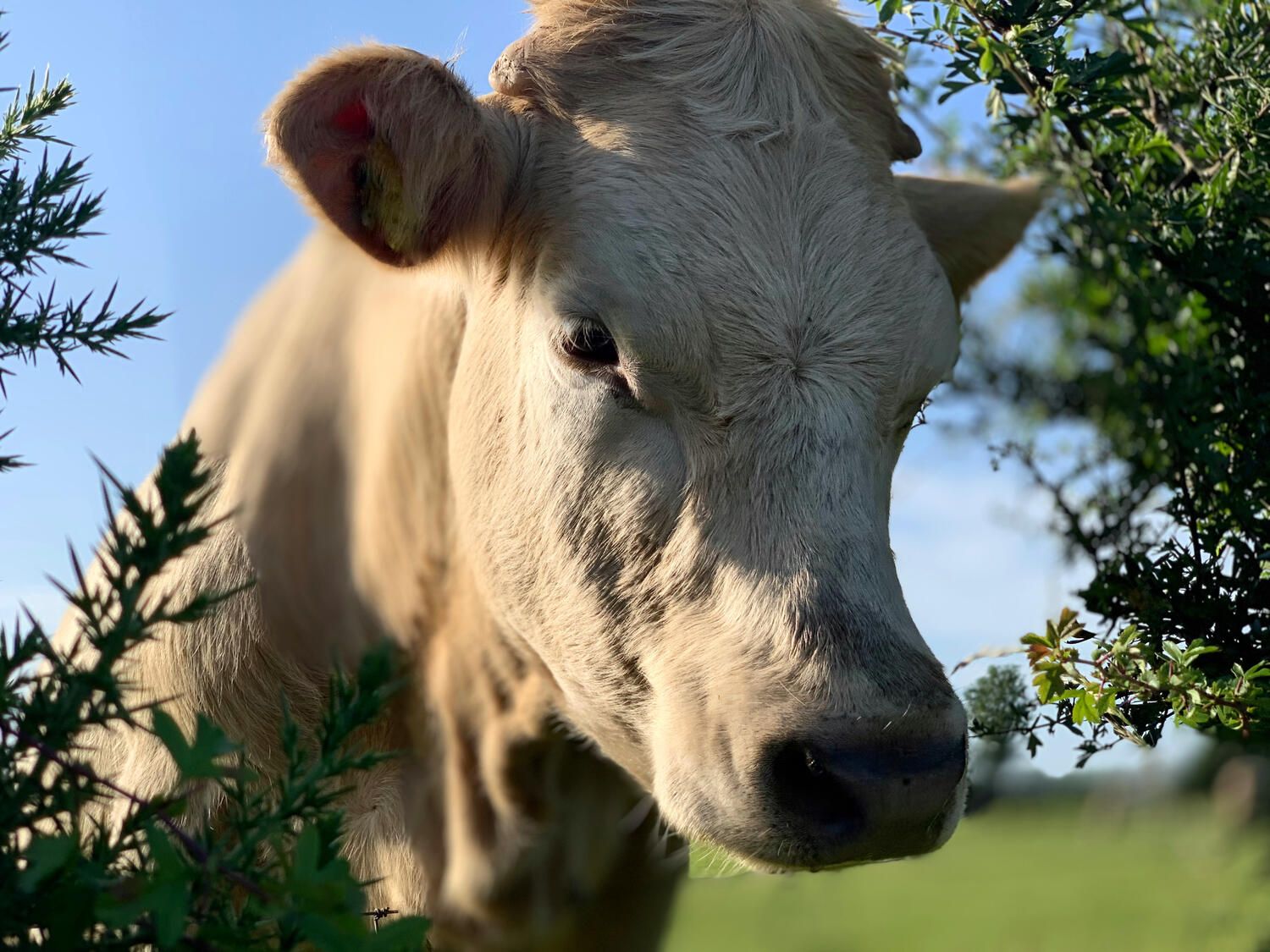 Art derived from a photograph by Kevin MacAlan taken on Davitt's Quay in Dungarvan, Co Waterford.