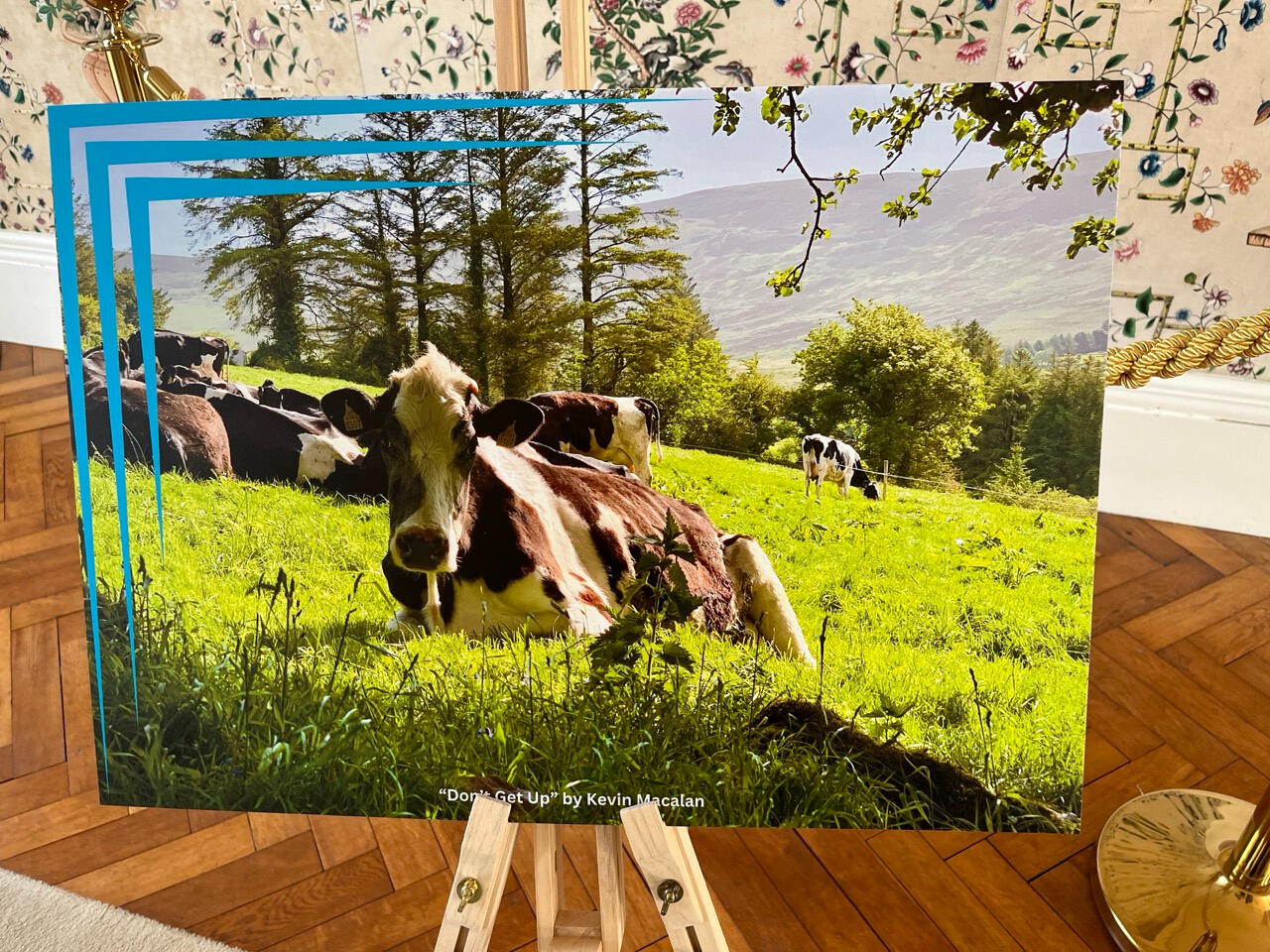 Don't Get Up Kevin MacAlan's photograph of a cow at rest. The photograph is displayed on an easel.